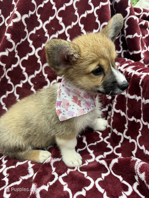 AKC Luna – Pembroke Welsh Corgi puppy for sale in Fresno, CA