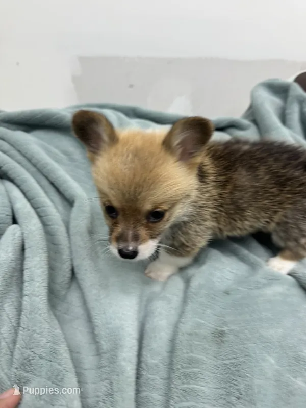 AKC Cooper – Pembroke Welsh Corgi puppy for sale in Fresno, CA