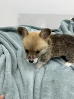 AKC Cooper, a male Pembroke Welsh Corgi for sale in Fresno, CA – 1 of 2