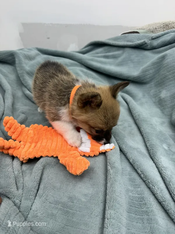 AKC Bailey – Pembroke Welsh Corgi puppy for sale in Fresno, CA