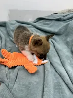 AKC Bailey, a female Pembroke Welsh Corgi for sale in Fresno, CA – 1 of 2