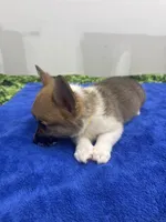 AKC Leia, a female Pembroke Welsh Corgi for sale in Fresno, CA – 5 of 6
