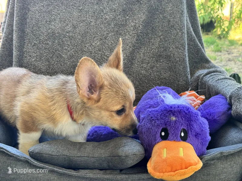 AKC Nova – Pembroke Welsh Corgi puppy for sale in Fresno, CA