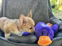 AKC Nova, a female Pembroke Welsh Corgi for sale in Fresno, CA – 3 of 7