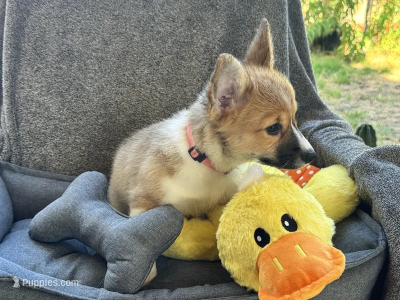 AKC Luna – Pembroke Welsh Corgi puppy for sale in Fresno, CA