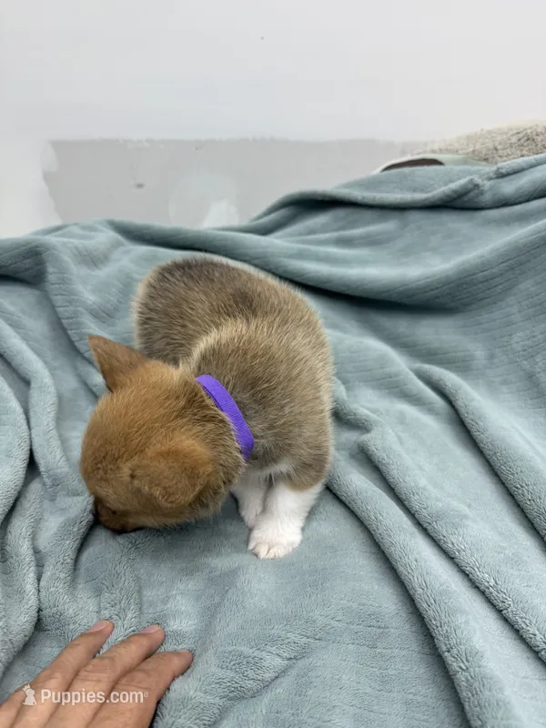 AKC Eevee – Pembroke Welsh Corgi puppy for sale in Fresno, CA