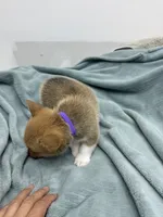 AKC Eevee, a female Pembroke Welsh Corgi for sale in Fresno, CA – 1 of 2