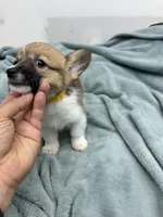 AKC Leia, a female Pembroke Welsh Corgi for sale in Fresno, CA – 1 of 2