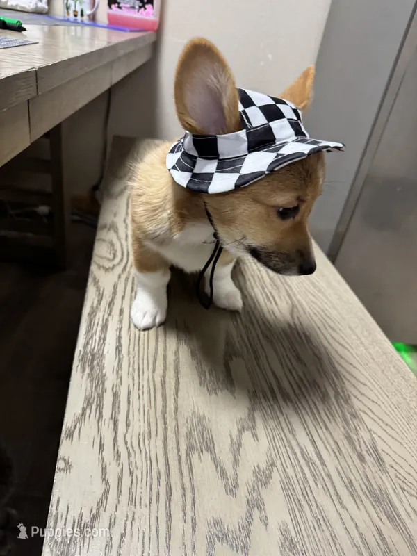 AKC Nova – Pembroke Welsh Corgi puppy for sale in Fresno, CA