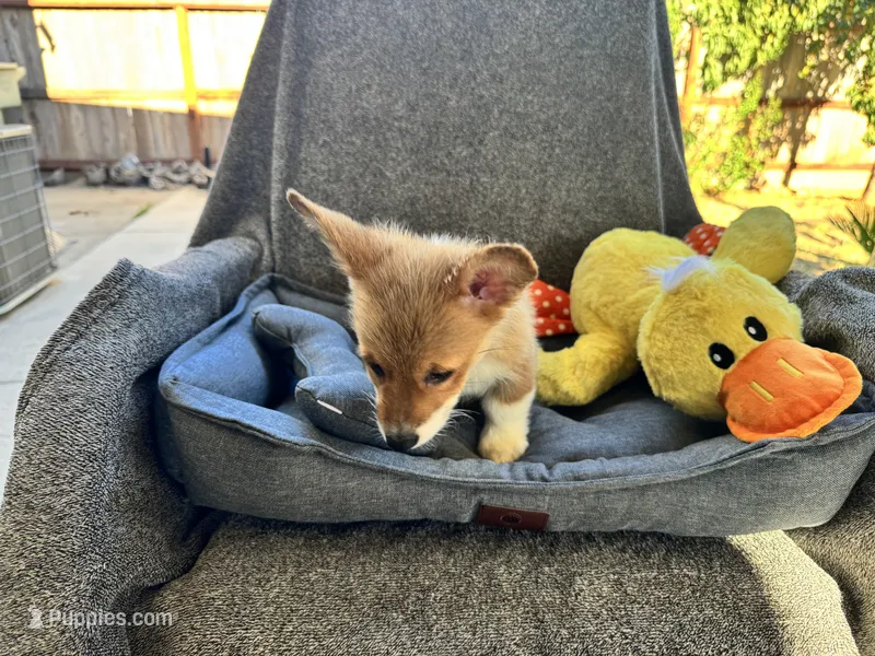 AKC Cooper – Pembroke Welsh Corgi puppy for sale in Fresno, CA