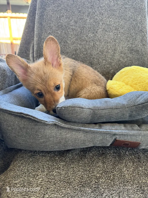 AKC Eevee – Pembroke Welsh Corgi puppy for sale in Fresno, CA