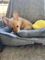AKC Eevee, a female Pembroke Welsh Corgi for sale in Fresno, CA – 3 of 7
