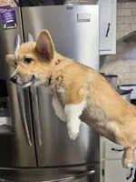 AKC Nova, a female Pembroke Welsh Corgi for sale in Fresno, CA – 2 of 7