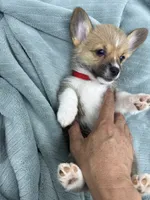 AKC Nova, a female Pembroke Welsh Corgi for sale in Fresno, CA – 2 of 2
