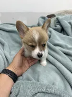 AKC Dexter, a male Pembroke Welsh Corgi for sale in Fresno, CA – 2 of 2