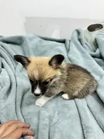 AKC Luna, a female Pembroke Welsh Corgi for sale in Fresno, CA – 2 of 2