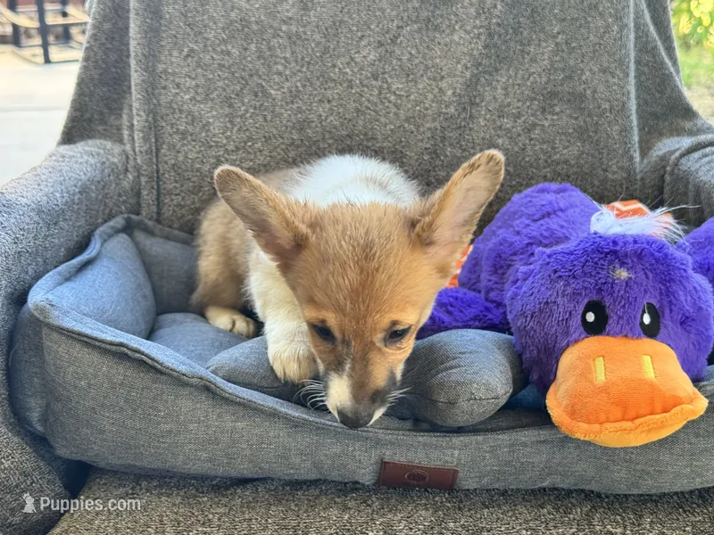 AKC Bailey – Pembroke Welsh Corgi puppy for sale in Fresno, CA