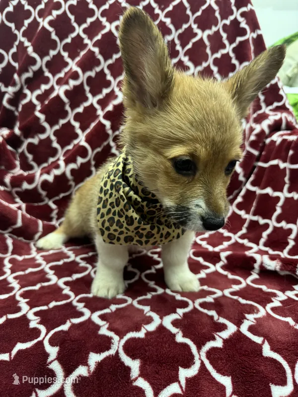 AKC Bailey – Pembroke Welsh Corgi puppy for sale in Fresno, CA