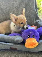 AKC Bailey, a female Pembroke Welsh Corgi for sale in Fresno, CA – 5 of 6
