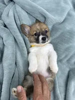 AKC Leia, a female Pembroke Welsh Corgi for sale in Fresno, CA – 2 of 2