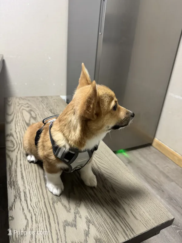 AKC Nova – Pembroke Welsh Corgi puppy for sale in Fresno, CA