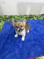 AKC Leia, a female Pembroke Welsh Corgi for sale in Fresno, CA – 6 of 6