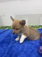 AKC Eevee, a female Pembroke Welsh Corgi for sale in Fresno, CA – 6 of 7