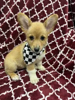 AKC Eevee, a female Pembroke Welsh Corgi for sale in Fresno, CA – 4 of 7