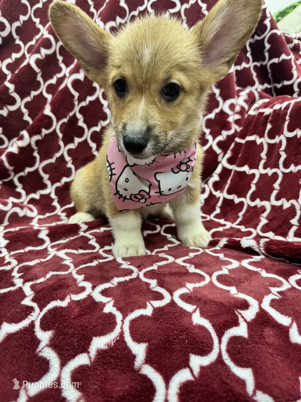 AKC Nova – Pembroke Welsh Corgi puppy for sale in Fresno, CA