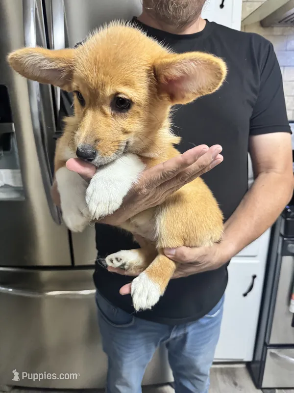 AKC Eevee – Pembroke Welsh Corgi puppy on hold in Fresno, CA