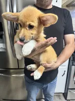 AKC Eevee, a female Pembroke Welsh Corgi for sale in Fresno, CA – 1 of 7