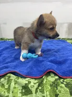 AKC Nova, a female Pembroke Welsh Corgi for sale in Fresno, CA – 5 of 7