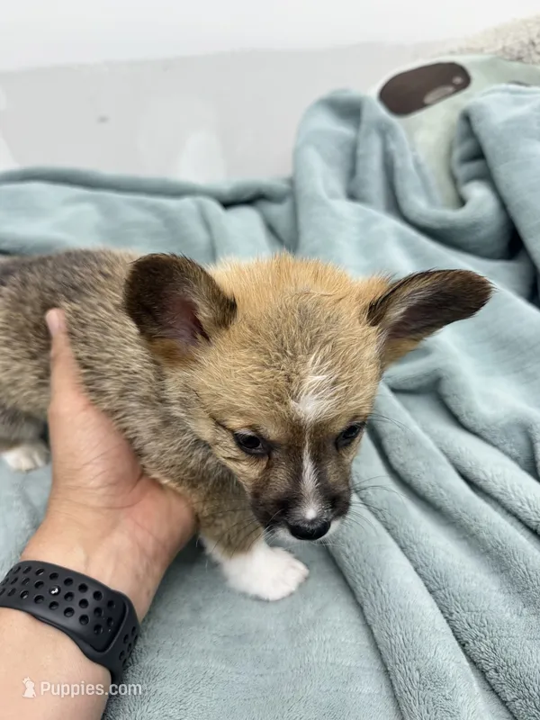 Charlie – Pembroke Welsh Corgi puppy for sale in Fresno, CA