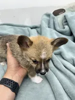 AKC Charlie, a male Pembroke Welsh Corgi for sale in Fresno, CA – 1 of 2