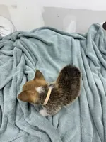AKC Cooper, a male Pembroke Welsh Corgi for sale in Fresno, CA – 2 of 2