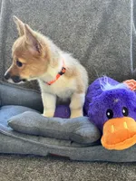 AKC Nova, a female Pembroke Welsh Corgi for sale in Fresno, CA – 7 of 7