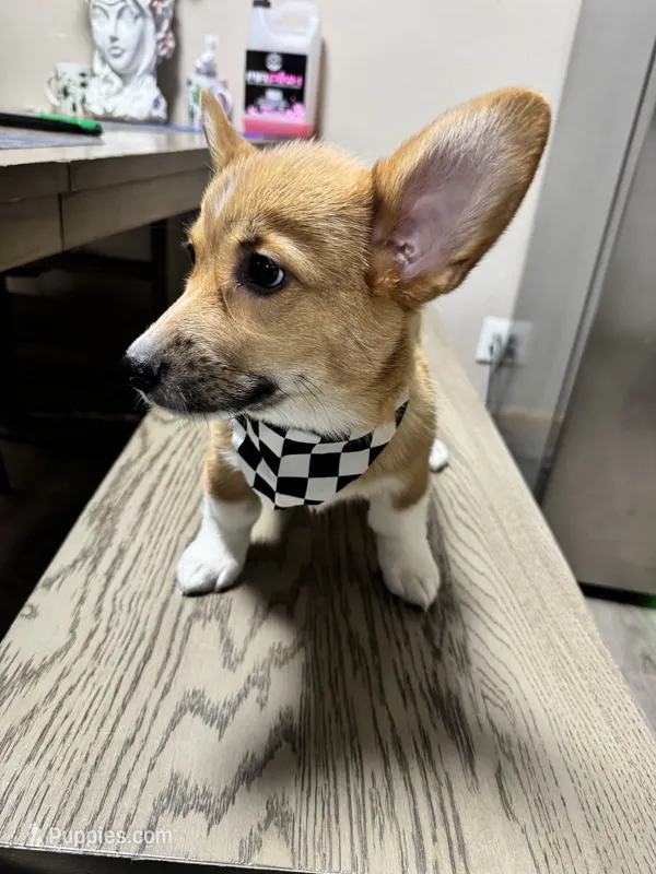 AKC Nova – Pembroke Welsh Corgi puppy for sale in Fresno, CA