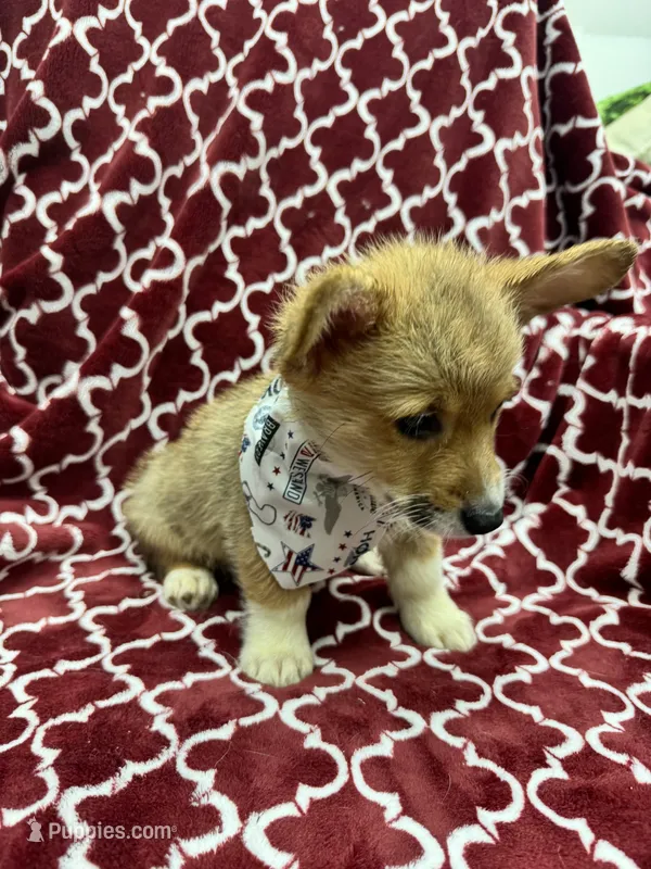 AKC Cooper – Pembroke Welsh Corgi puppy for sale in Fresno, CA