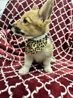 AKC Bailey, a female Pembroke Welsh Corgi for sale in Fresno, CA – 4 of 6
