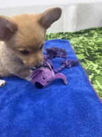 AKC Eevee, a female Pembroke Welsh Corgi for sale in Fresno, CA – 5 of 7
