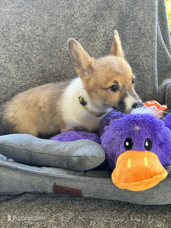AKC Leia – Pembroke Welsh Corgi puppy for sale in Fresno, CA