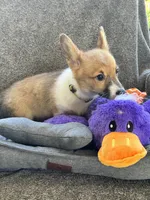 AKC Leia, a female Pembroke Welsh Corgi for sale in Fresno, CA – 1 of 6