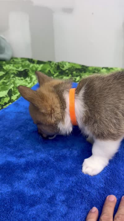 AKC Bailey, a female Pembroke Welsh Corgi for sale in Fresno, CA – 6 of 6