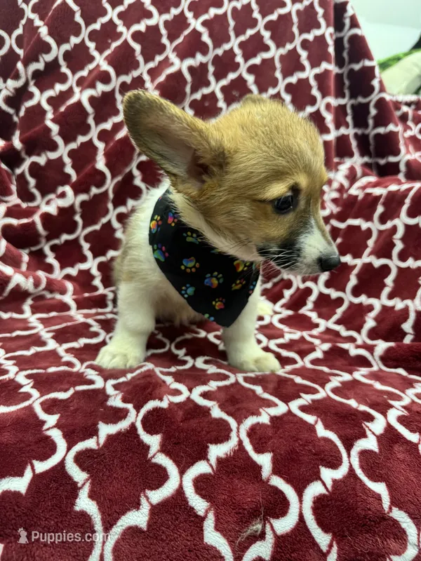 AKC Leia – Pembroke Welsh Corgi puppy for sale in Fresno, CA