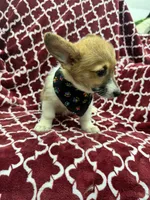 AKC Leia, a female Pembroke Welsh Corgi for sale in Fresno, CA – 2 of 6