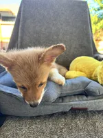AKC Eevee, a female Pembroke Welsh Corgi for sale in Fresno, CA – 7 of 7