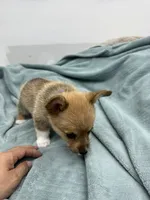 AKC Eevee, a female Pembroke Welsh Corgi for sale in Fresno, CA – 2 of 2