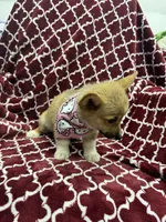 AKC Nova, a female Pembroke Welsh Corgi for sale in Fresno, CA – 6 of 7