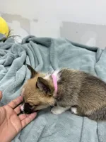 AKC Luna, a female Pembroke Welsh Corgi for sale in Fresno, CA – 1 of 2