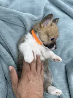 AKC Bailey, a female Pembroke Welsh Corgi for sale in Fresno, CA – 2 of 2